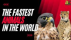 The Fastest Animals in the World (Faster Than a Ferrari!?) photo