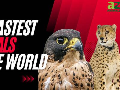 A The Fastest Animals in the World (Faster Than a Ferrari!?)