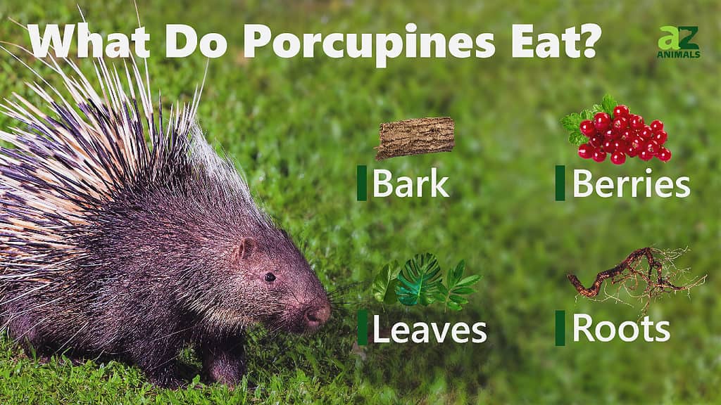 Porcupine eats