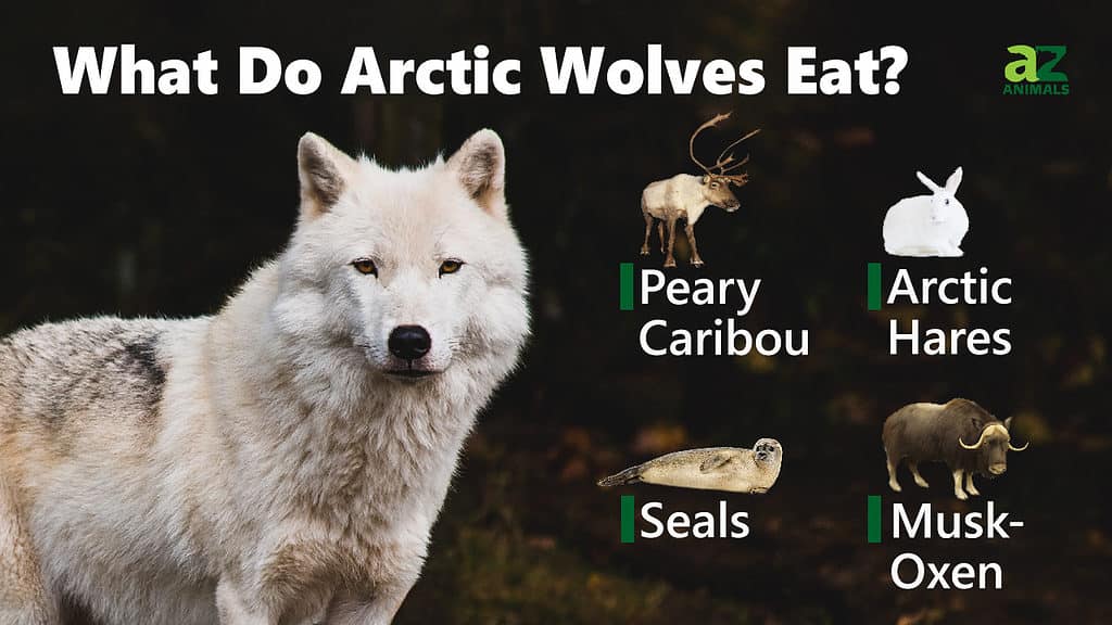 Arctic Wolf Animal Facts | Canus Lupus Arcticus - A-Z Animals