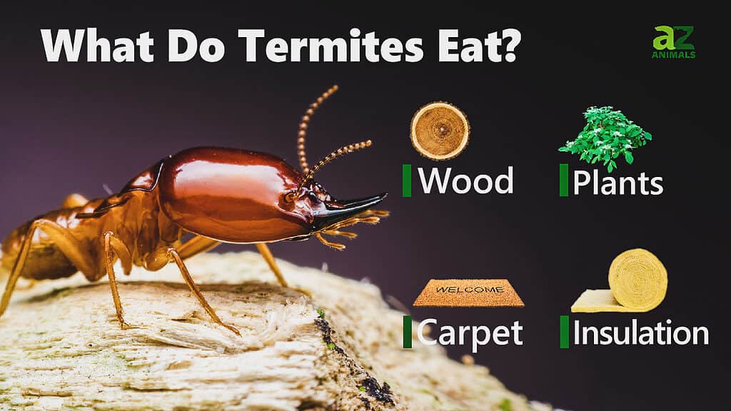 Termite Insect Facts | Isoptera - AZ Animals