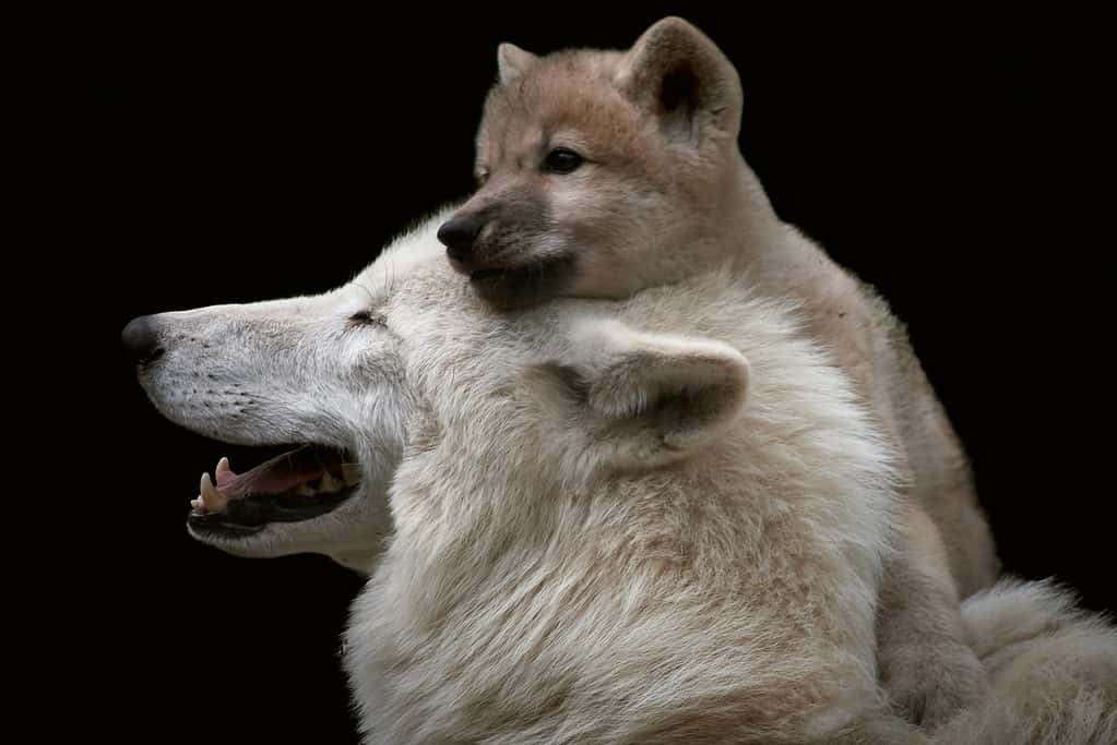 wolf with a cute and playful wolf cub on the head. 