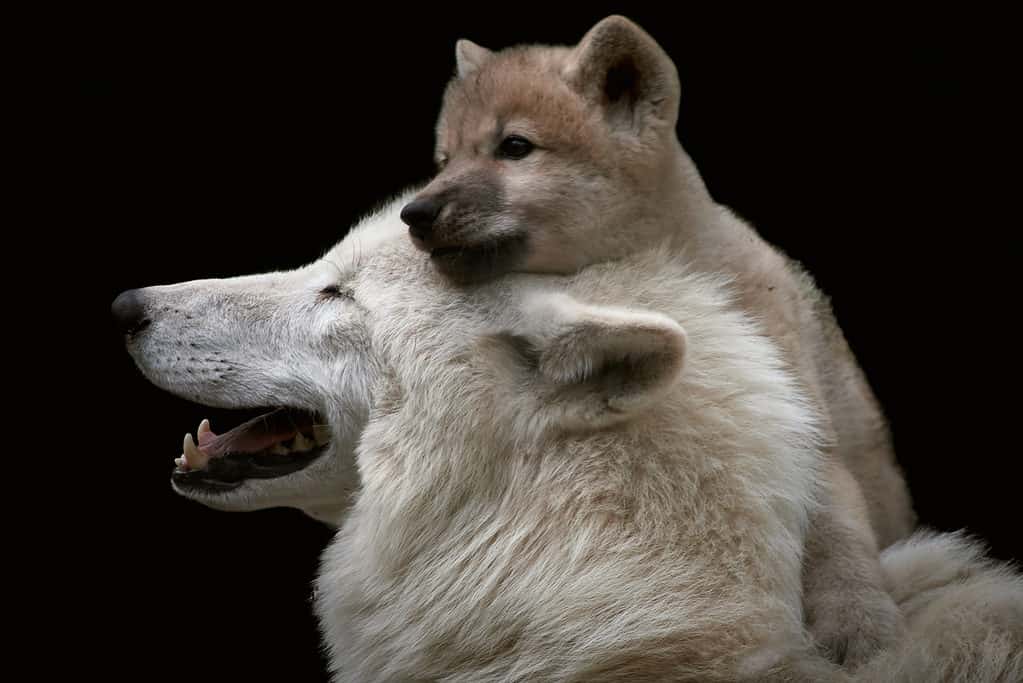 White Arctic wolf with a cute and playful wolf cub (Canis lupus arctos) on the head. Closeup of wild animals isolated on black background.