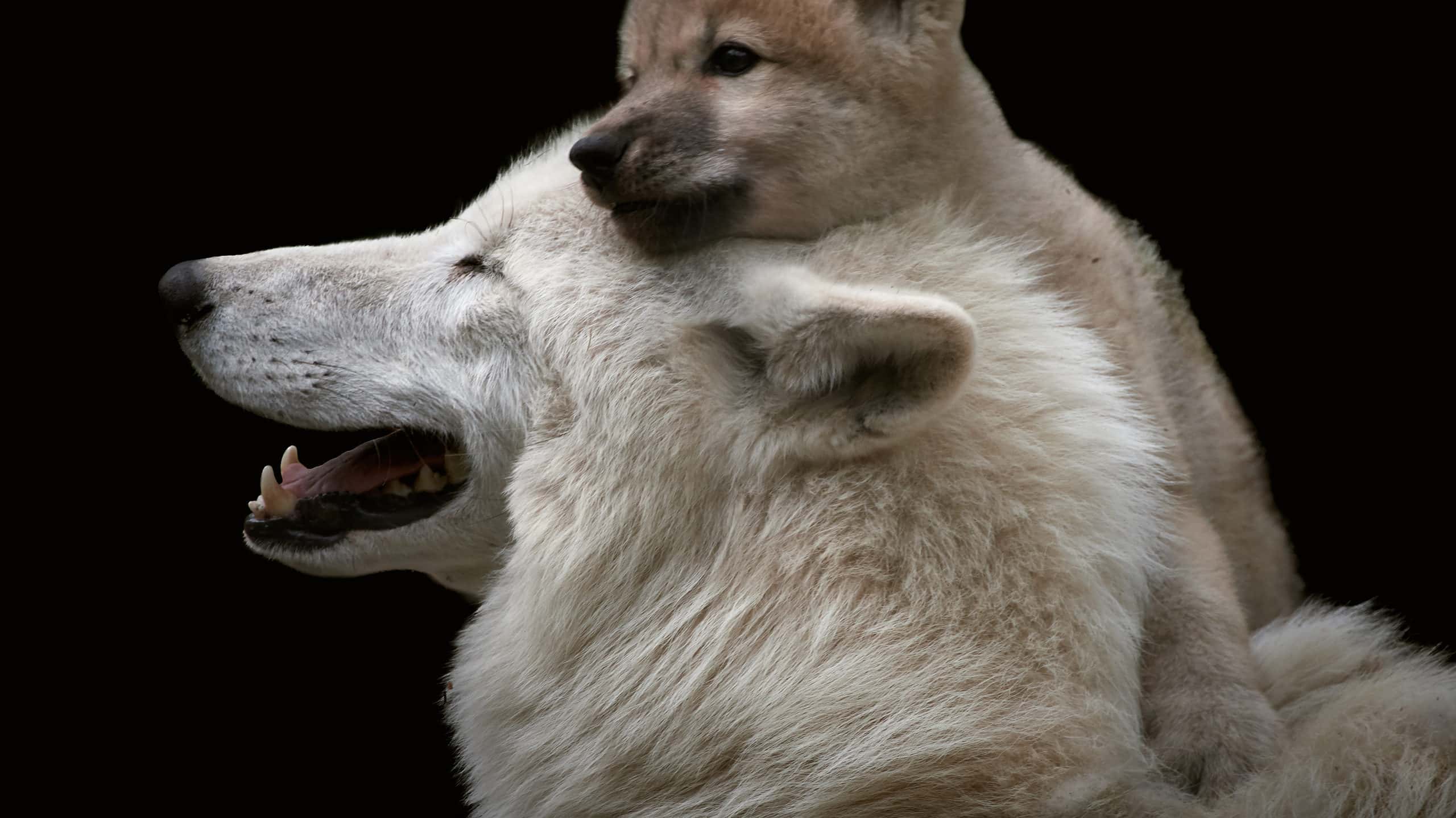 Remarkable Facts About the Arctic Wolf - A-Z Animals Slideshows, image size:2560x1439