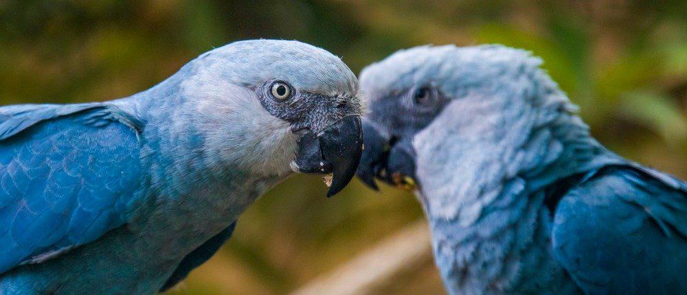 blue cockatoo extinct