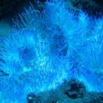 A blue coral on a tropical reef.