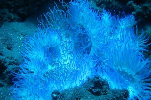 A blue coral on a tropical reef.