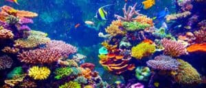 Coral