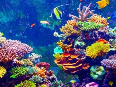 Coral Picture