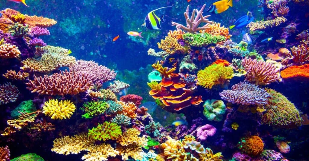 Coral Reef and Tropical Fish in Sunlight. Singapore aquarium