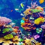 Coral Reef and Tropical Fish in Sunlight. Singapore aquarium