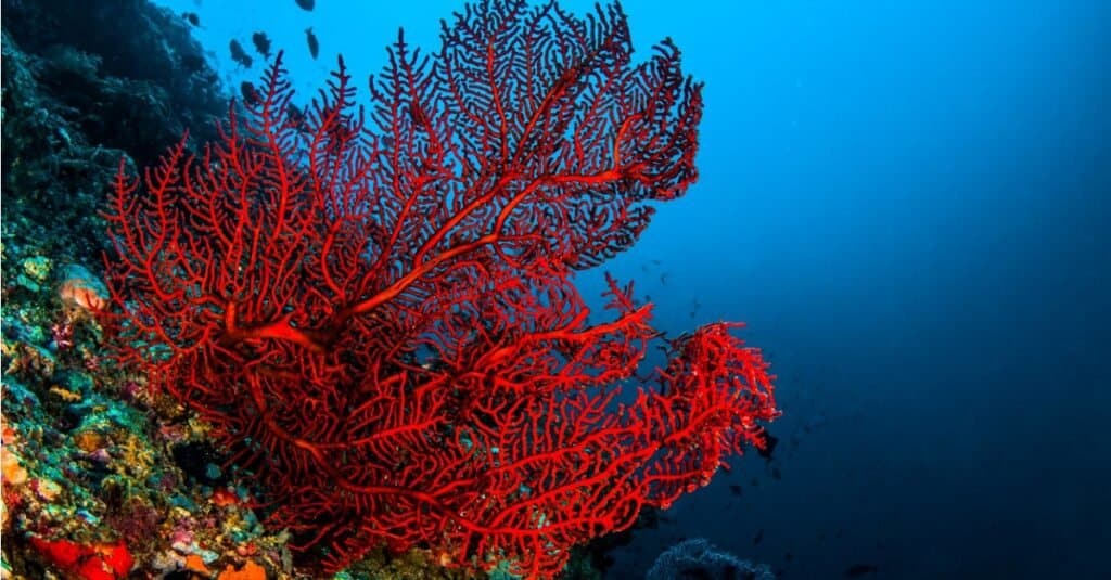 An red octocoral in Komodo.