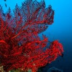 An red octocoral in Komodo.