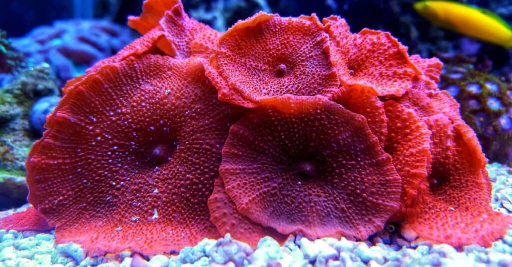 Red mushroom coral colony in the reef aquarium tank.