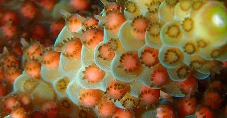 Coral spawning egg and sperm into the water at the night time, Acropora species