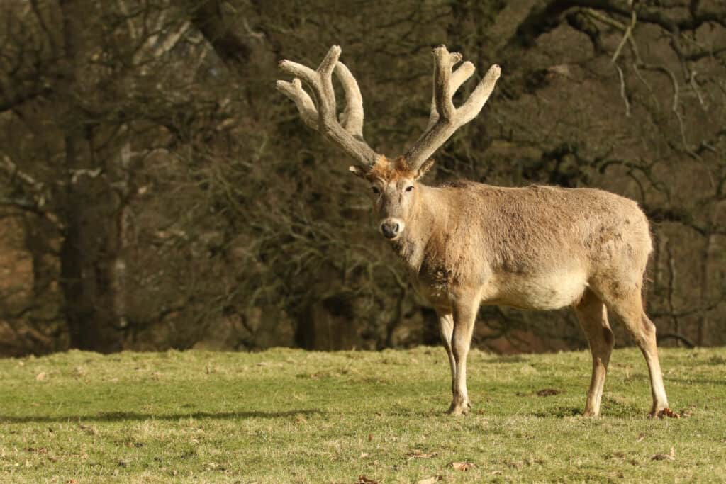 A stunning Milu Deer also lnown as Pere David's Deer) (Elaphurus davidianus) grazing in a pasture.