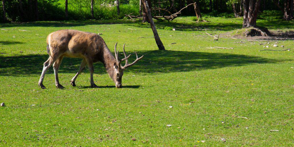 The Père David's deer (Elaphurus davidianus), also known as the milu or elaphure, Adult male