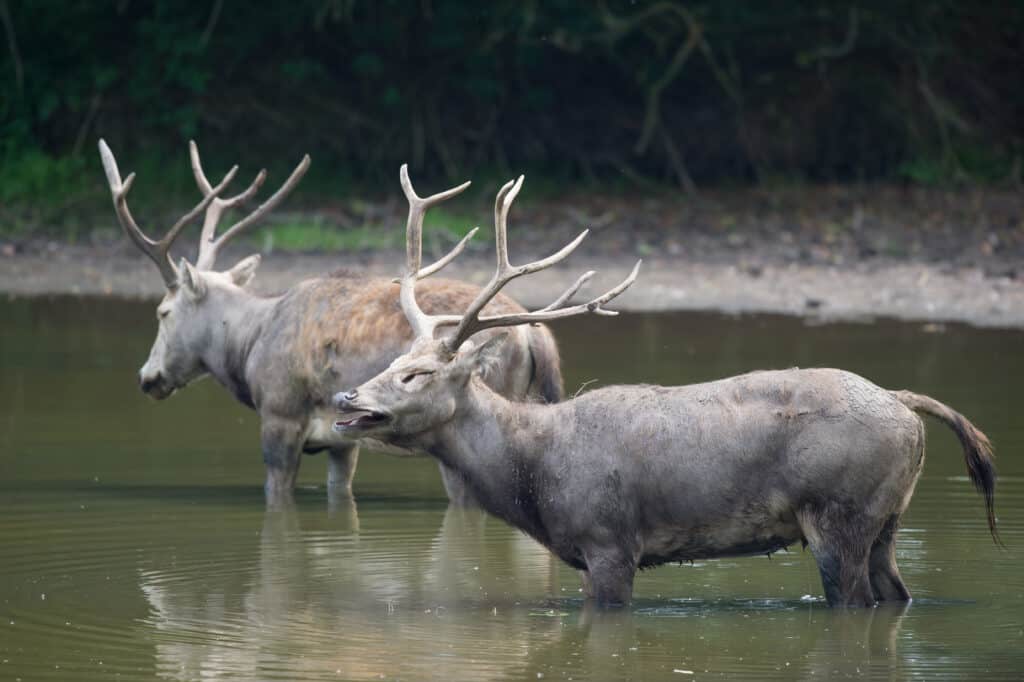 couple male elaphure deer burling in water