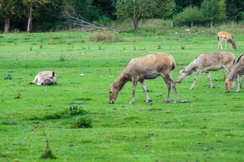 Pere David's deer (Elaphurus davidianus), also known as the milu or elaphure