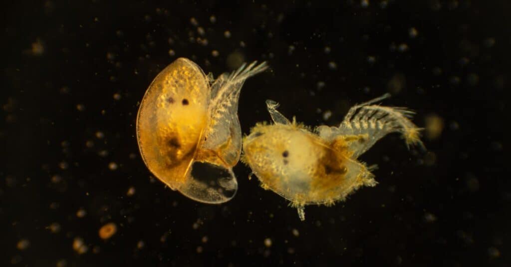 Photomicrograph Cypris larvae of barnacles showing delicate wing-like structures.