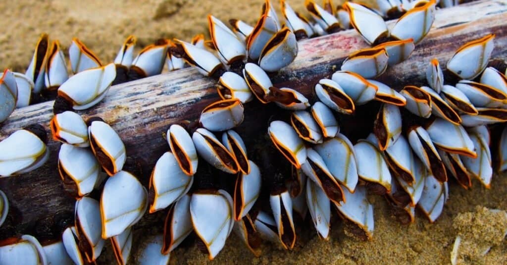Group of goose barnacles, seashell attached on a wood log on the seashore.