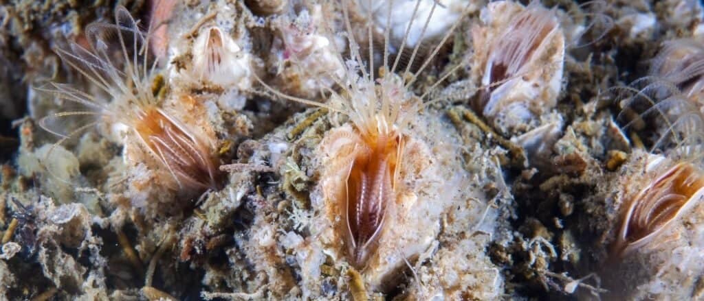 Barnacle feeding underwater.