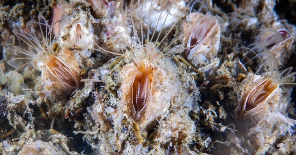 Barnacles feeding underwater in the St. Lawrence River in Canada