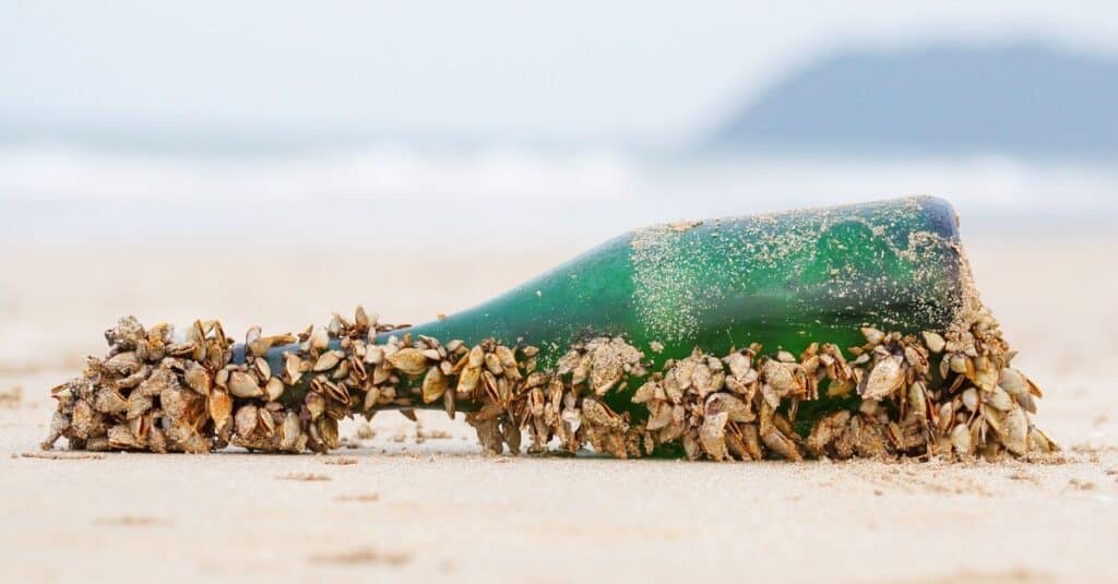 A glass bottle full of barnacles lies on the sand.