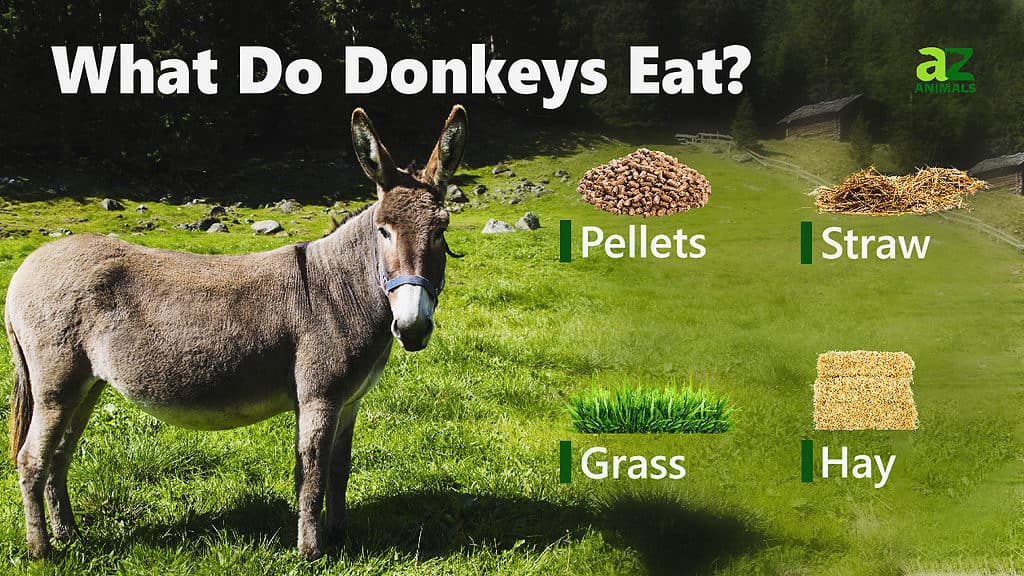 What Do Donkeys Eat Infographic