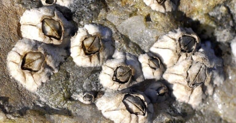 Close up of barnacle Balanus balanoides on a rock.
