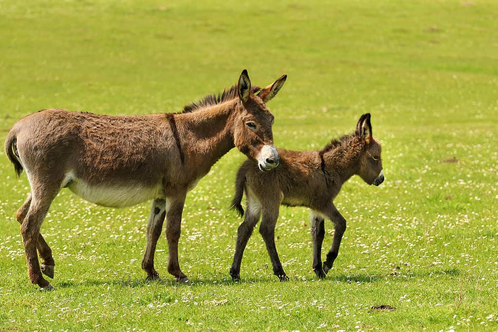 Mother and newborn baby donkeys on the floral meadow