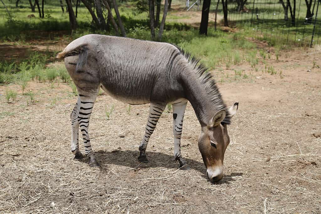 A zebroid at an animal park