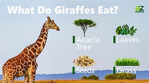 Giraffe - A-Z Animals