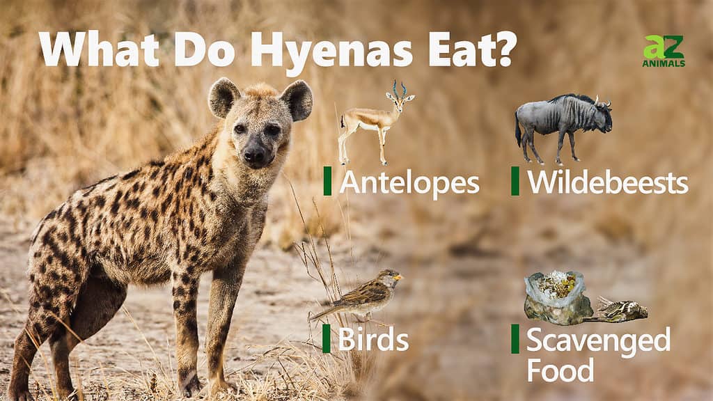 Hyena Animal Facts  Crocuta Crocuta - A-Z Animals