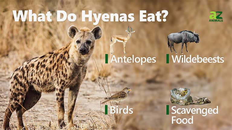 Hyena - A-Z Animals