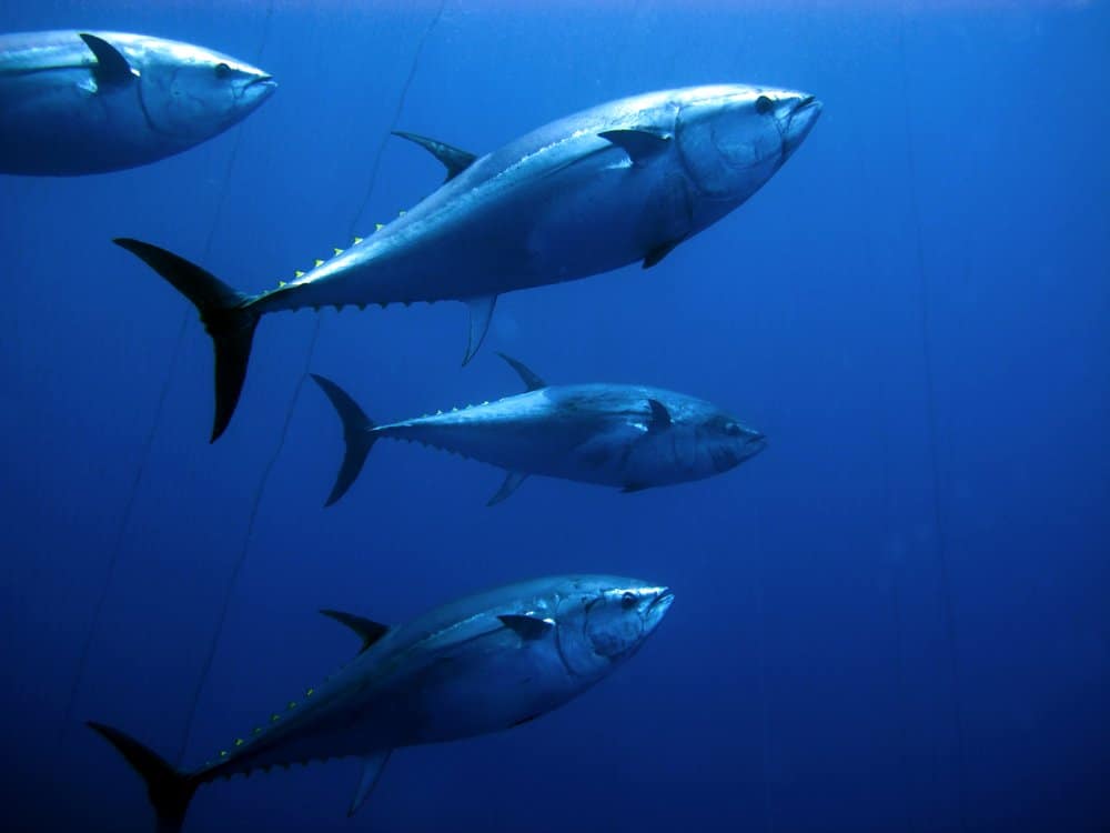 Four bluefin tuna swimming in the ocean.