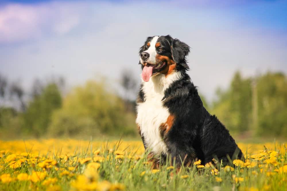 A Bernese Mountain dog sitting in a field of dandelions.