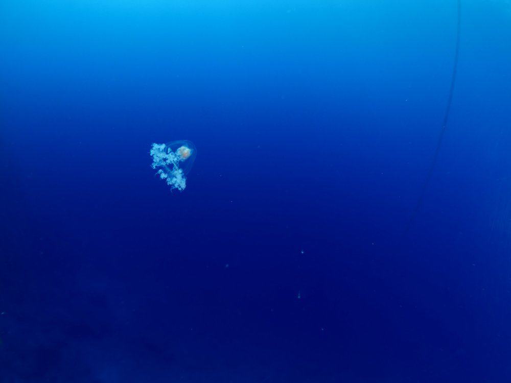 An immortal jellyfish in the ocean.