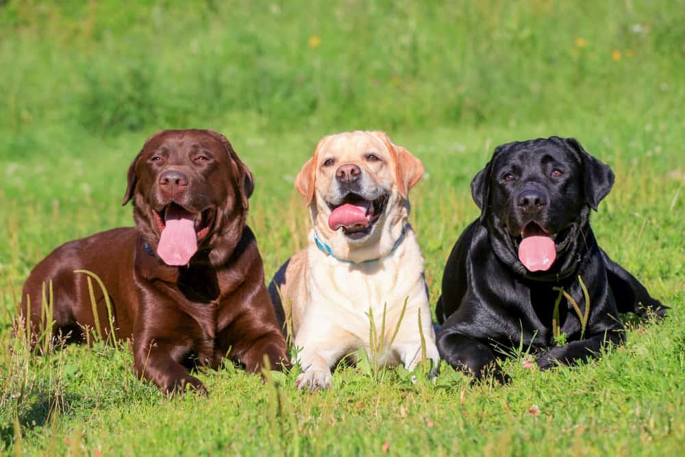 A chocolate lab, a yellow lab, and a black lab laying in the grass with their tongues out.