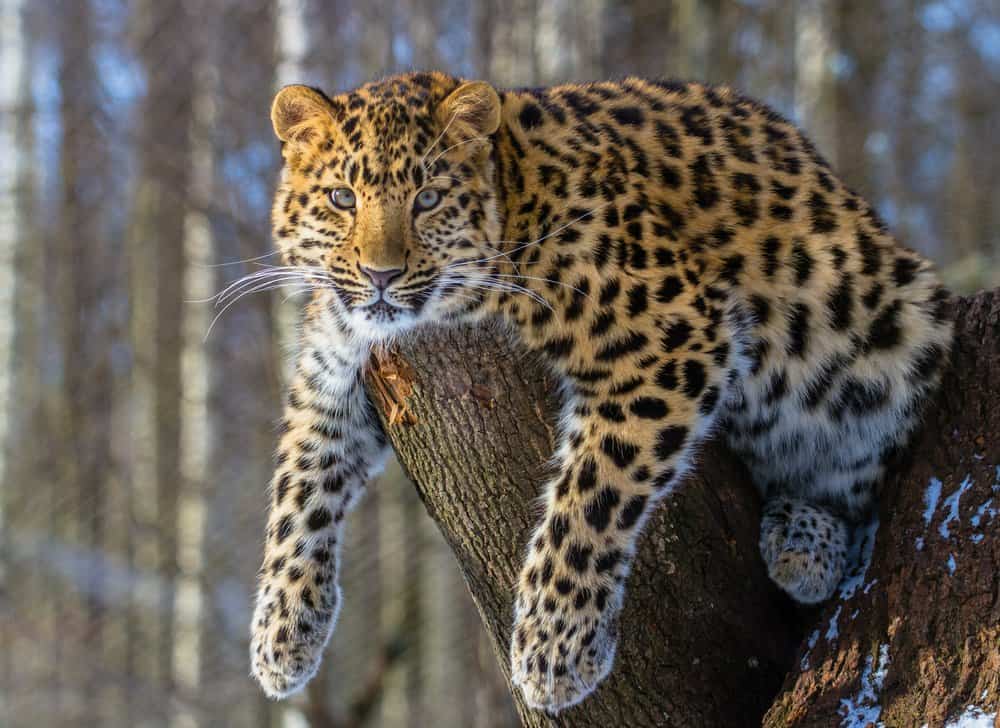 An Amur leopard lounging on a tree stump.