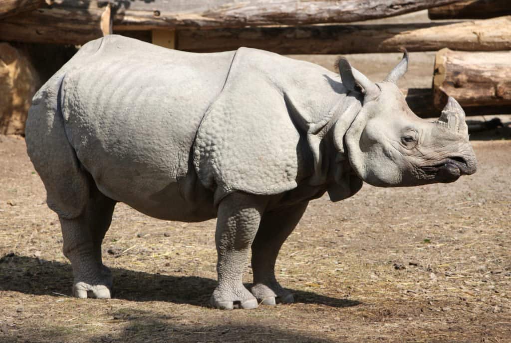 A Javan rhino in a zoo enclosure.