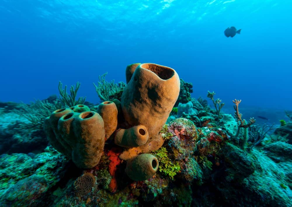 A sea sponge on the ocean floor near coal.