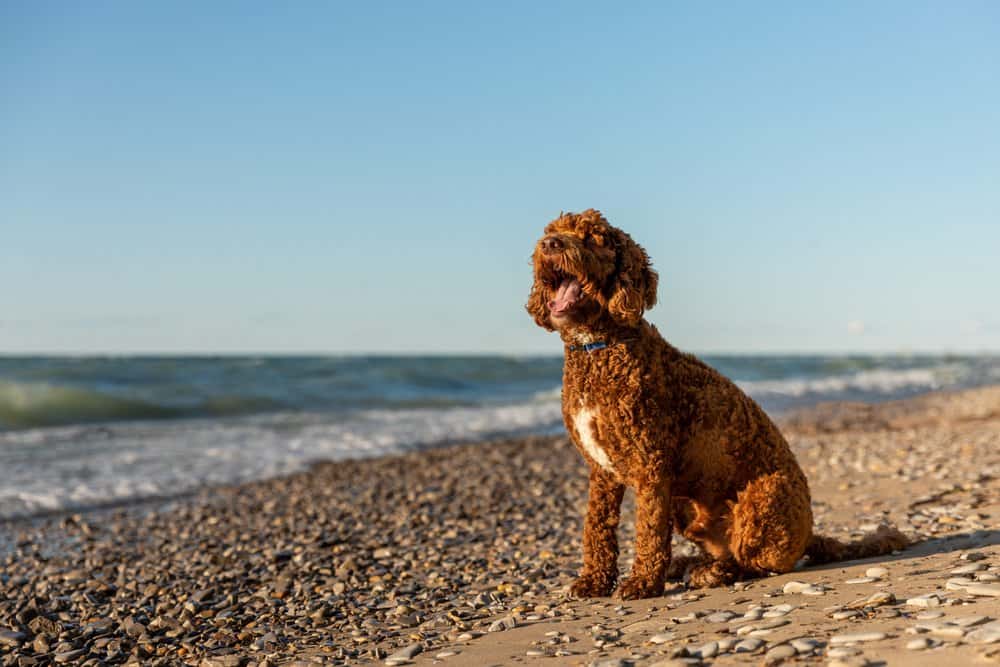 A labradoodle sitting on a rocky beach near a body of water.