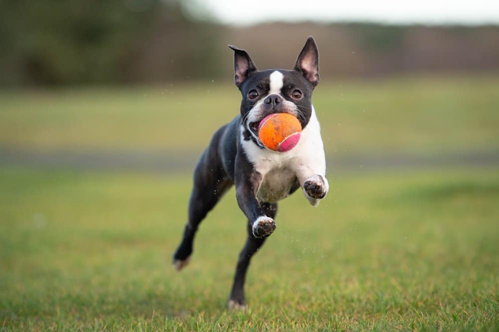 A Boston Terrier mid-leap with an orange and pink tennis ball in its mouth.