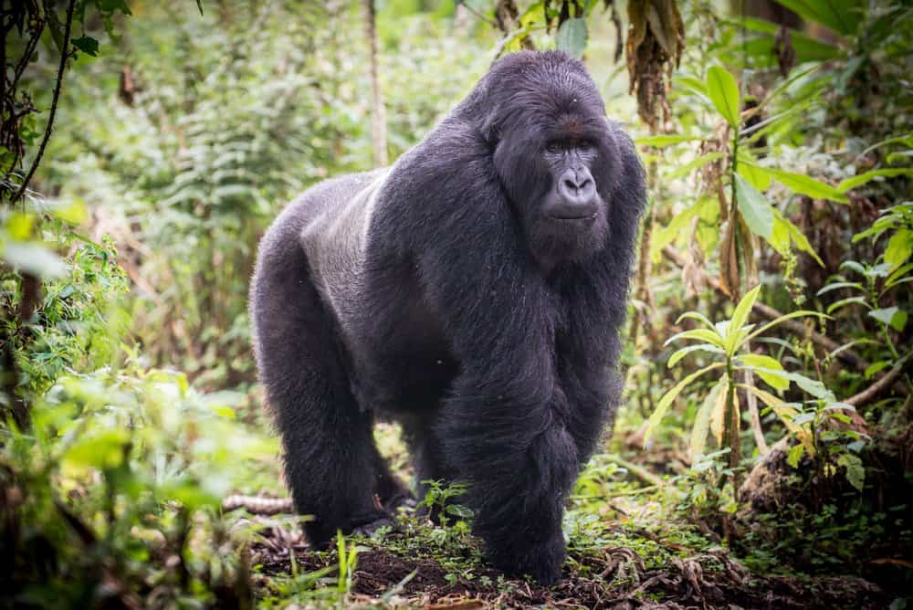 A large gorilla walking through a green forest.