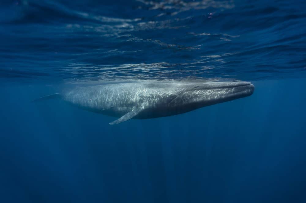 A blue whale near the surface of the ocean.