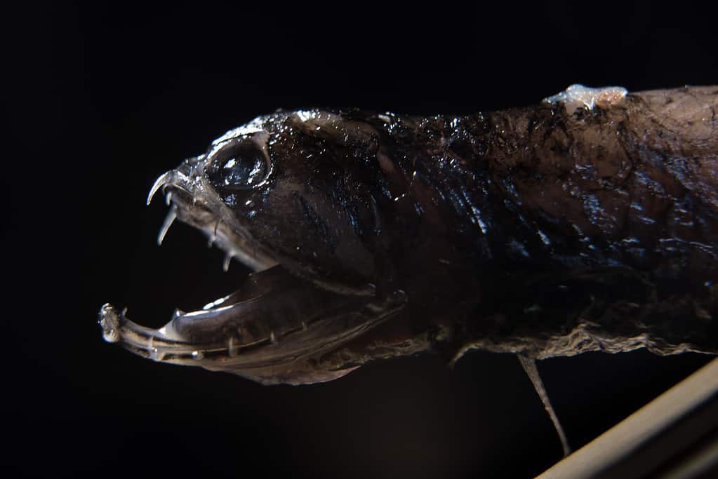 Deap sea Dragonfish