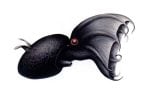 Vampire squid