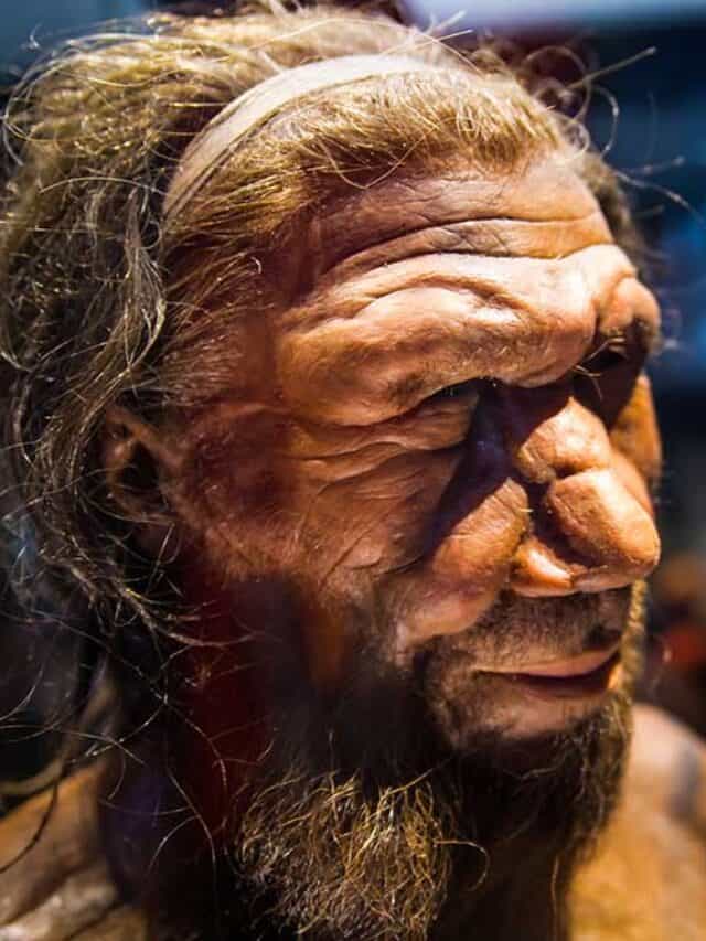 densovan vs neanderthal