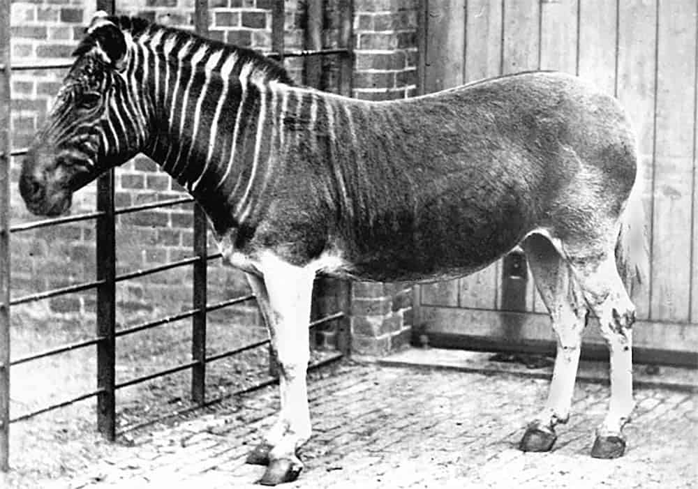 A captive quagga standing in an enclosure